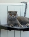 Kalorifer İçin Plastik Kedi Yatağı – Kedi Petek Yatağı, Kedi Kalorifer Petek Yatağı, Kedi Kalorifer Yatağı ve Kedi Petek Üzerine Yerleştirilebilen Rahat ve Dayanıklı Yatak Modeli (Siyah) ATAPET