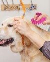 Yumuşak Silikon Uçlu Kedi ve Köpek Tarağı – Kullanımı Kolay Silikon Taraklar, Kedi Silikon Tarak Masaj Tarağı Modeli, Yumuşak Dokulu Silikon Kedi Tarağı  ATAPET (Pembe)